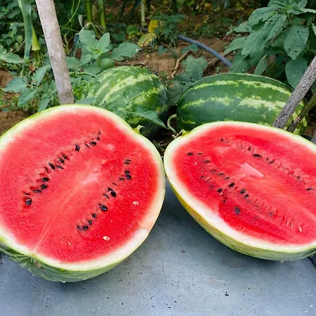 Bujtina Lubinja Gramsh